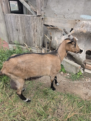 Capră tânără la prima fătare 