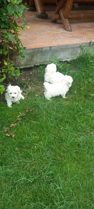 Bichon maltez vârstă 2 luni - imagine 3