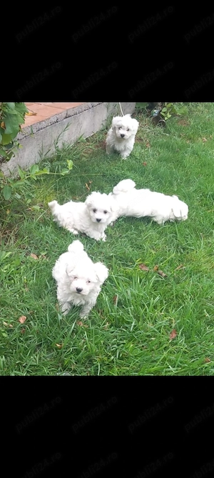 Bichon maltez vârstă 2 luni - imagine 2