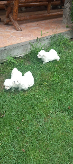 Bichon maltez vârstă 2 luni - imagine 4