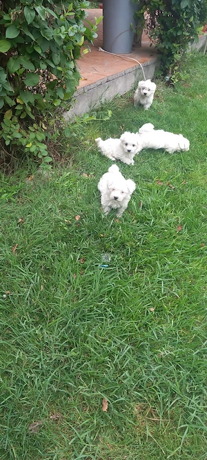 Bichon maltez vârstă 2 luni - imagine 5