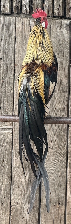 Cocosi phoenix!