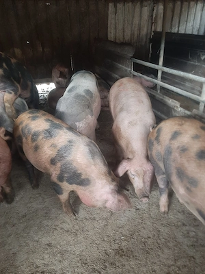 vând soldani si porci mari diferite 