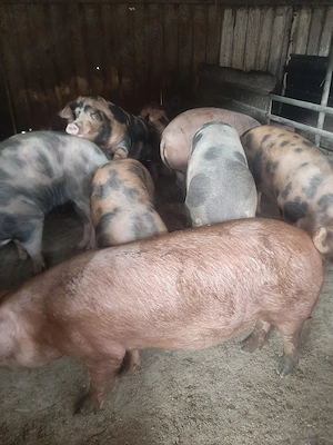 vând soldani si porci diferite mărimi. de casă - imagine 4