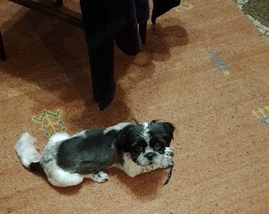 Pui Shih Tzu - fetita - imagine 2