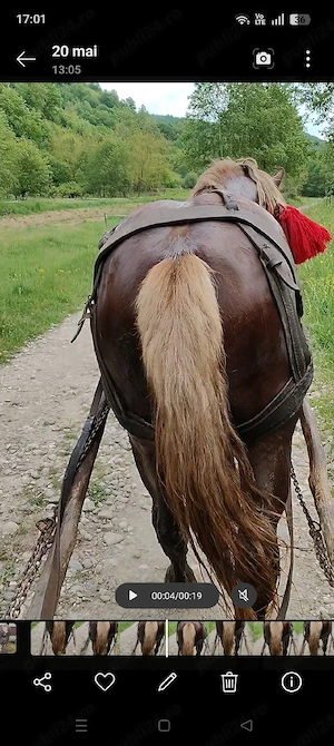Vând cal de 3 ani