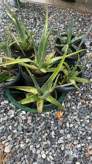 Aloe Vera (Aloe barbadensis Miller)   Plante naturale, sănătoase | Voluntari   Ilfov