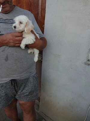 Catelusa bichon maltez - imagine 3