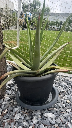 Aloe Vera (Aloe barbadensis Miller)   Plante naturale, sănătoase | Voluntari   Ilfov