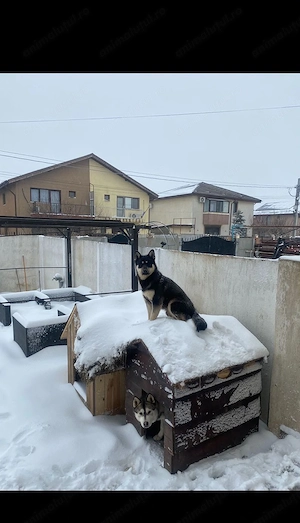Husky Ciobănesc german  - imagine 2