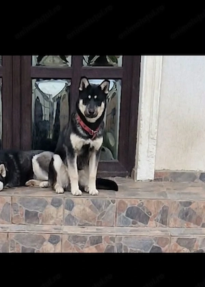 Husky Ciobănesc german 