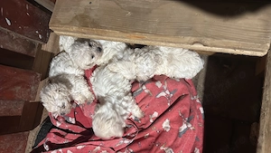 Se vinde pui de Bichon Maltez pui au o lună jumate  - imagine 2
