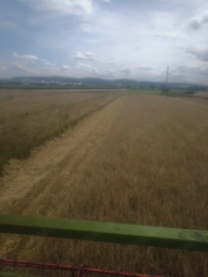 Orzoaica de primăvară și ovăz 