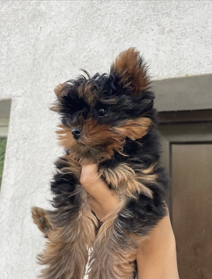 Yorkshire Terrier Mini toy  - imagine 2