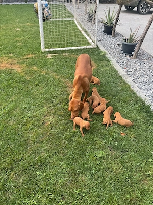 Pui Vizsla Maghiară (Brac Maghiar)   5 Fetițe și 4 Băieței