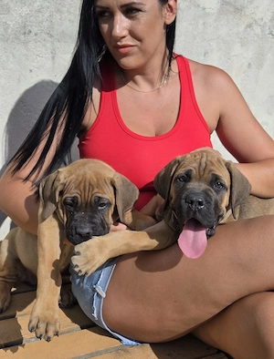 Puiuți Cane Corso 