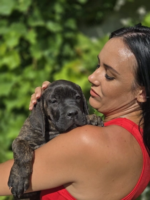 Puiuți Cane Corso  - imagine 3