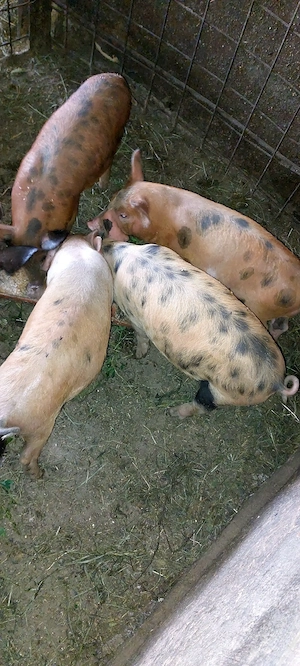 Vând 6 purcei la 8 săptămâni 