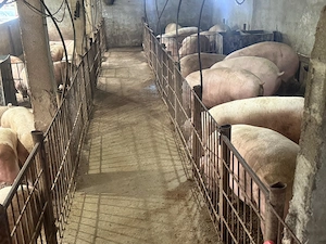 Porci rasa de carne 180-250 de kg.