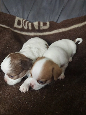chihuahoa.