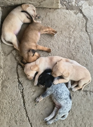 Spre adopție: 5 puiuți energici și iubitori (2 fetițe și 3 băieței) - imagine 4