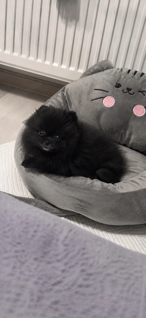 Mascul Pomeranian mini toy