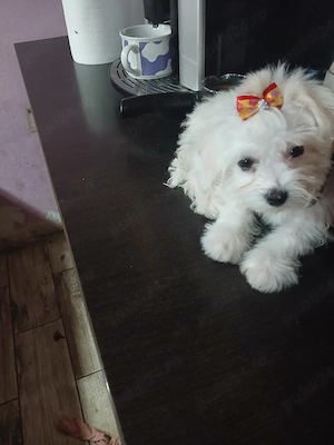 Catelusa bichon maltez - imagine 3