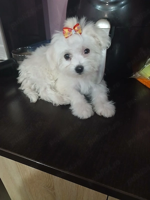 Catelusa bichon maltez - imagine 2