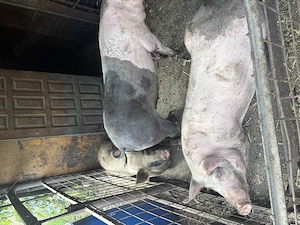 Vând 3 porci, duroc cu marele alb! - imagine 2