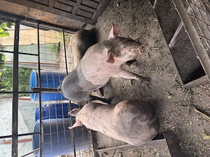 Vând 3 porci, duroc cu marele alb! - imagine 3