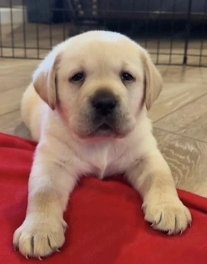 Labrador Retriever 