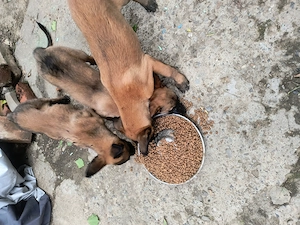 Căței ciobănesc belgian malinois  - imagine 2