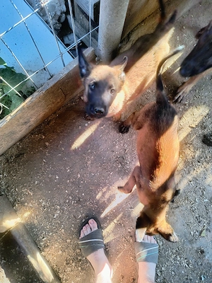Căței ciobănesc belgian malinois  - imagine 4