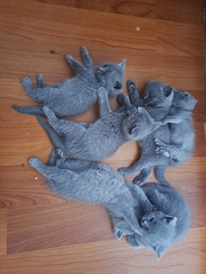 Pisicute British Shorthair 