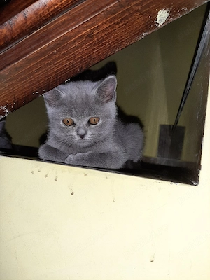 Pisicute British Shorthair  - imagine 4