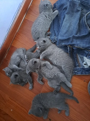 Pisicute British Shorthair  - imagine 5