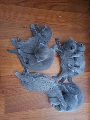 Pisicute British Shorthair  - imagine 3