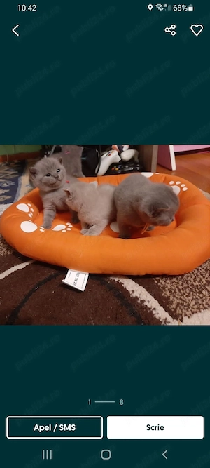 Pisicute British Shorthair  - imagine 2