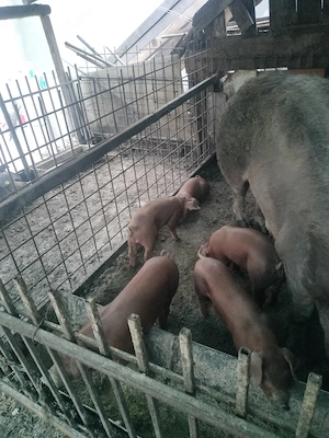 Purcei frumosi și mâncăcioși - imagine 2