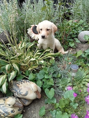 Femelă labrador  - imagine 3