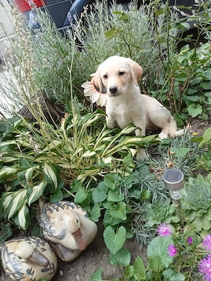 Femelă labrador 