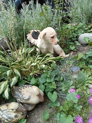Femelă labrador  - imagine 5