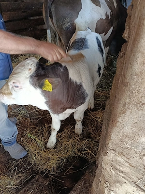 Vând vițel albastru belgian
