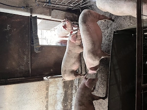 Porci de vânzare, suldei