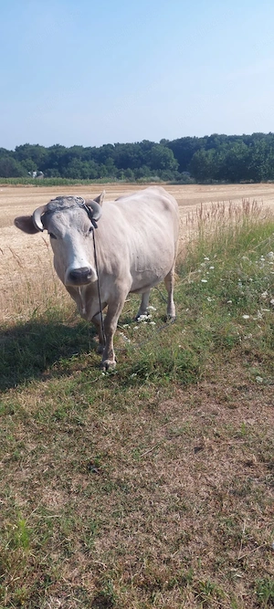 Vand Vaca pentru carne, pret 7000 de lei 