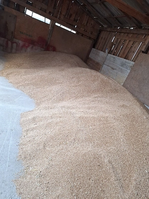 Vand triticale