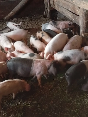 purcei de vânzare 