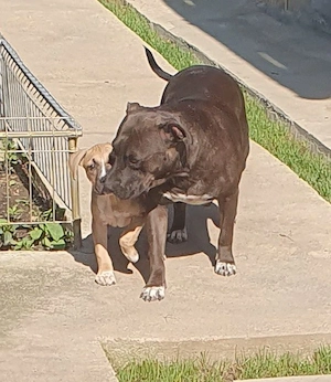 Fetita AmericanPBT