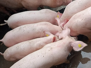 Vând Groștei la 3 luni, negociabil 