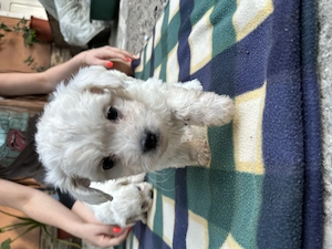 Cățeluși bichon maltez  - imagine 2